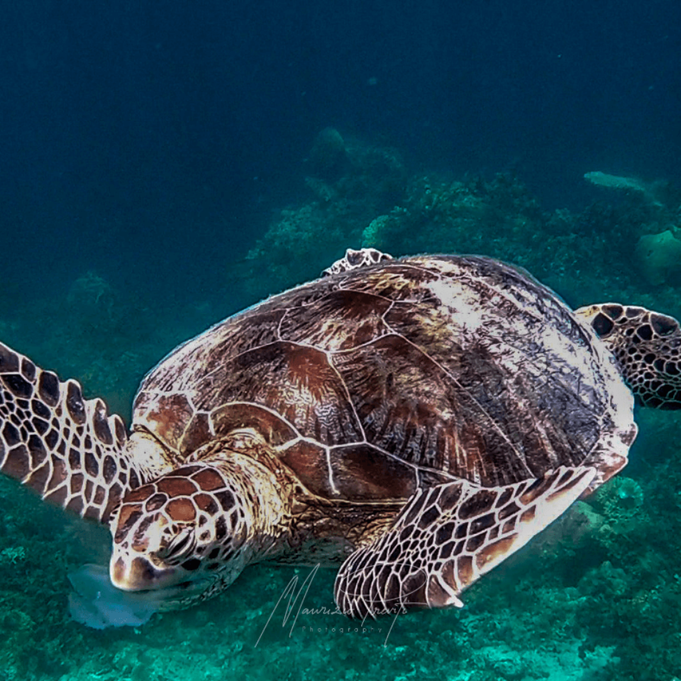 mauro photo - sea turtle