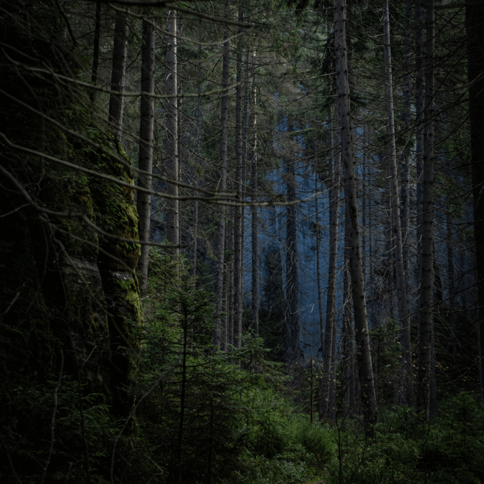 mauro photo - dark forest